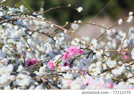 桃花 桃花 77212570