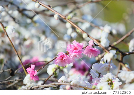 Peach blossoms Peach blossoms 77212800