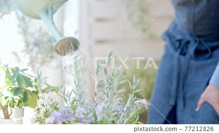 Senior man watering a plunder on his balcony 77212826