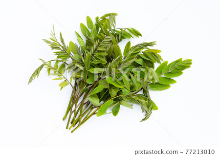 Siamese senna leaves on white background. 77213010