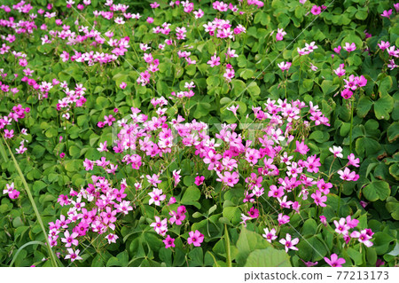 Imokatabami Imokatabami 77213173