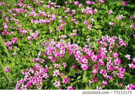 酢漿articulata 酢漿articulata 77213175