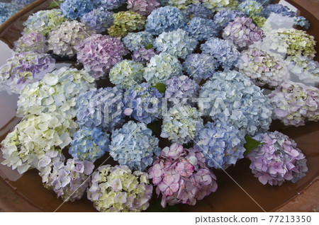 繡球花漂浮在水面上。 繡球花漂浮在水面上。 77213350