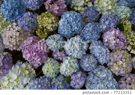 繡球花漂浮在水面上。 繡球花漂浮在水面上。 77213351