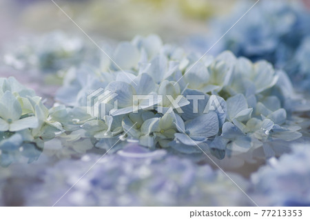 繡球花漂浮在水面上。 繡球花漂浮在水面上。 77213353