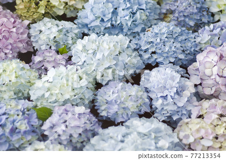 繡球花漂浮在水面上。 繡球花漂浮在水面上。 77213354
