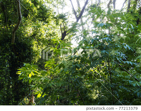 Fresh green dazzling spring of Koajiro no Mori in the unexplored region of Miura City, Kanagawa Prefecture, on the Shonan Miura Peninsula Fresh green dazzling spring of Koajiro no Mori in the unexplored region of Miura City, Kanagawa Prefecture, on the Shonan Miura Peninsula 77213379