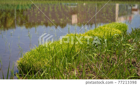 Rural landscape in Japan | Rice fields after rice planting, lumps of remaining seedlings, paddy field image Rural landscape in Japan | Rice fields after rice planting, lumps of remaining seedlings, paddy field image 77213398