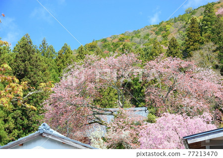 野花花 77213470
