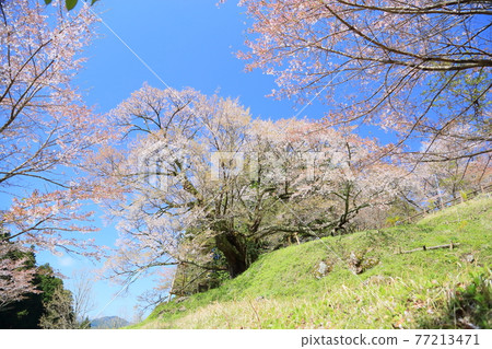 佛陀Ryuji千年櫻花 佛陀Ryuji千年櫻花 77213471