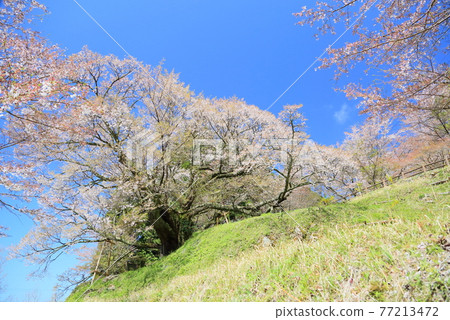 佛陀Ryuji千年櫻花 佛陀Ryuji千年櫻花 77213472