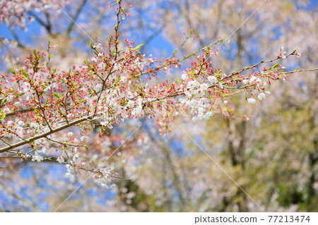 櫻花 櫻花 77213474