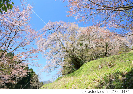 佛陀Ryuji千年櫻花 77213475