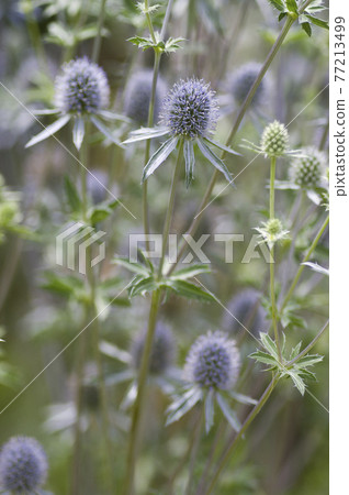 Erindium pranamu 的花朵盛開。學名是 Eryngosium。 77213499