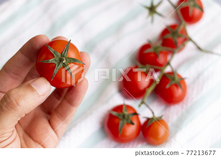 Hands holding cherries tomatoes Hands holding cherries tomatoes 77213677