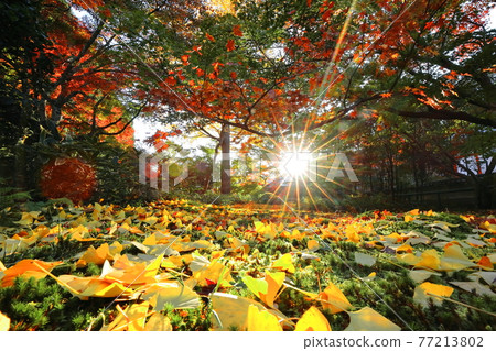 Autumn leaves 77213802