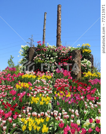 Toyama Tonami Tulip Festival 77213971