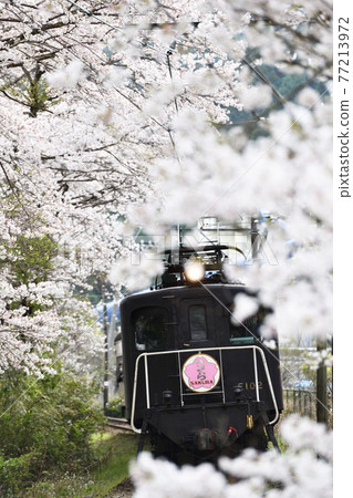 A trip along the Oigawa Railway, Owada Station in spring 77213972