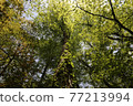 World heritage Shirakami Mountains Beech trees that grow in the primeval beech forest 77213994