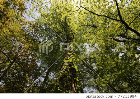 World heritage Shirakami Mountains Beech trees that grow in the primeval beech forest 77213994