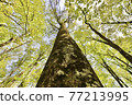 World heritage Shirakami Mountains Beech trees that grow in the primeval beech forest 77213995