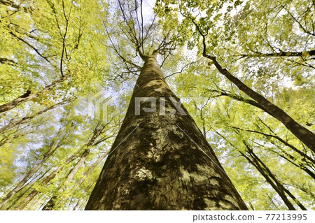World heritage Shirakami Mountains Beech trees that grow in the primeval beech forest 77213995