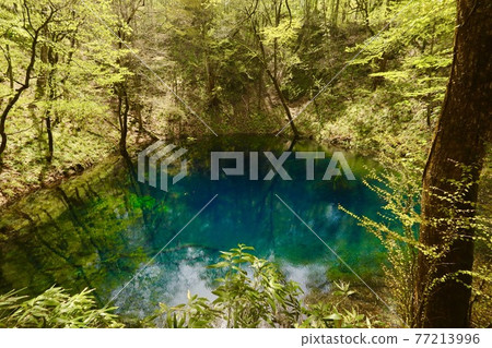 Aoike on a tour of the 12 lakes in the Shirakami Mountains, a World Heritage Site 77213996