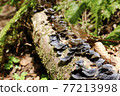 Mushrooms that live in the Shirakami Mountains, a World Heritage Site 77213998