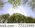 Rainbow around the sun seen from the beech forest in the Shirakami Mountains (Halo) 77213999