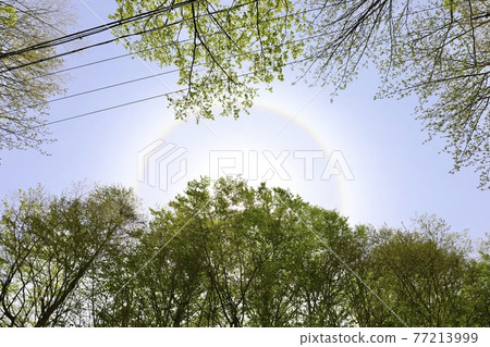 Rainbow around the sun seen from the beech forest in the Shirakami Mountains (Halo) Rainbow around the sun seen from the beech forest in the Shirakami Mountains (Halo) 77213999