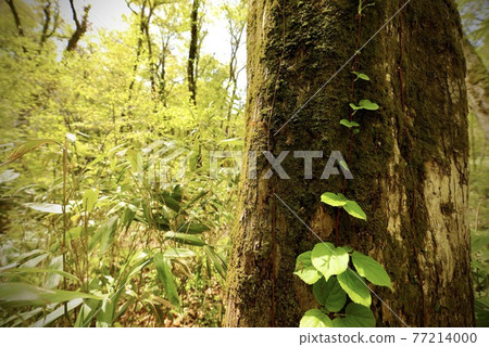 World heritage Shirakami Mountains Beech trees that grow in the primeval beech forest 77214000