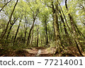 World heritage Shirakami Mountains Beech trees that grow in the primeval beech forest 77214001