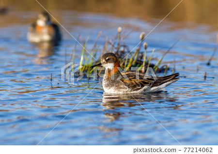 Red-necked phalarope (Phalaropus lobatus). Red-necked phalarope (Phalaropus lobatus). 77214062