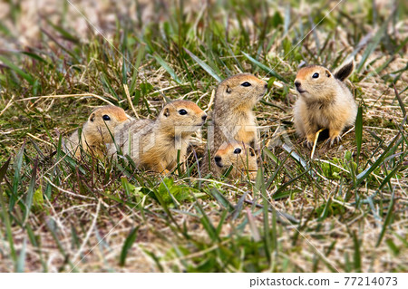 Arctic ground squirrel (Spermophilus parryi) 77214073