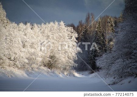 Landscape with winter forest and river 77214075