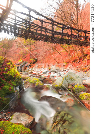 Double Kazura Bridge 77214130