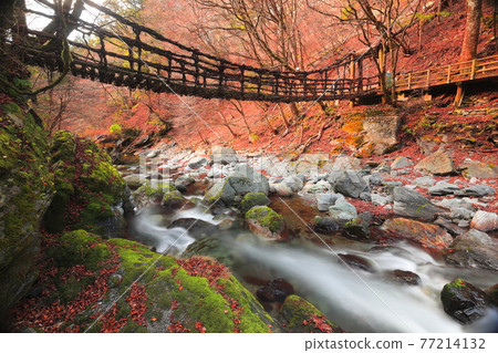 Double Kazura Bridge 77214132
