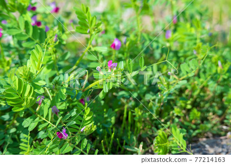 春天的到來，Vetch 77214163