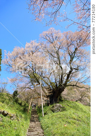 佛陀Ryuji千年櫻花 77214180