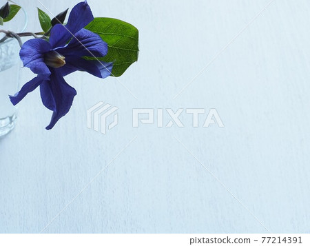 Cool blue clematis Hender Sony single wheel left justified 77214391