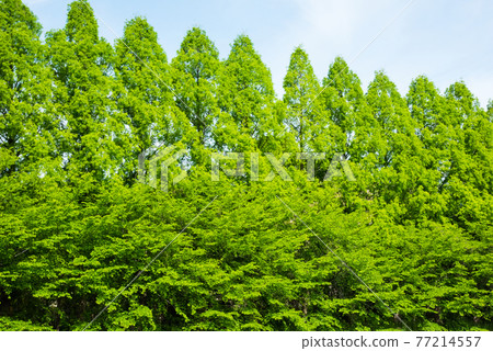 Scenery of Osaka Castle Sotobori 77214557