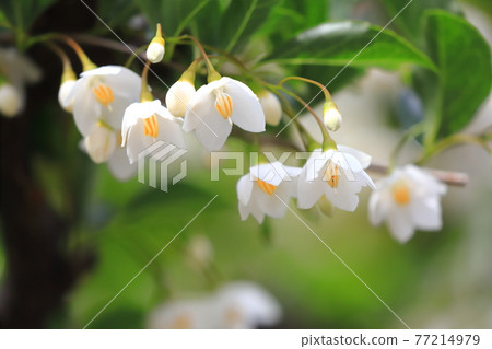 白Egonok花 白Egonok花 77214979