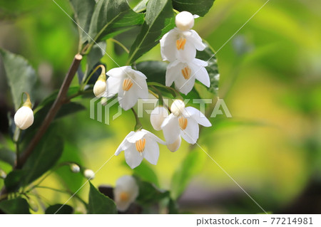 白Egonok花 77214981