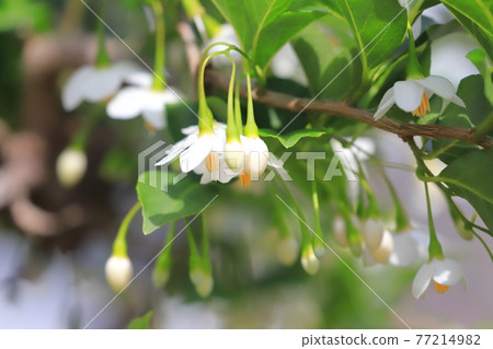 White Egonok flower 77214982