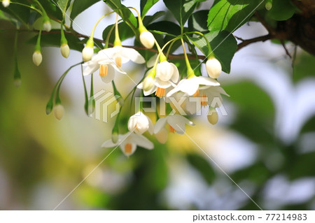 White Egonok flower White Egonok flower 77214983