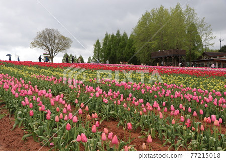 Cute tulips blooming on the hill Cute tulips blooming on the hill 77215018