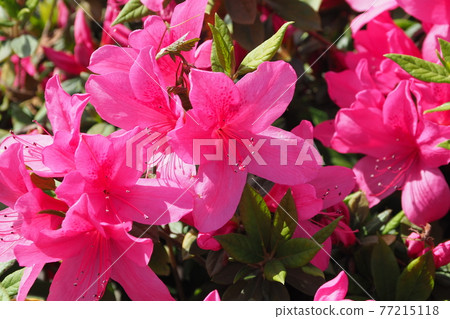 Azalea's flower 77215118