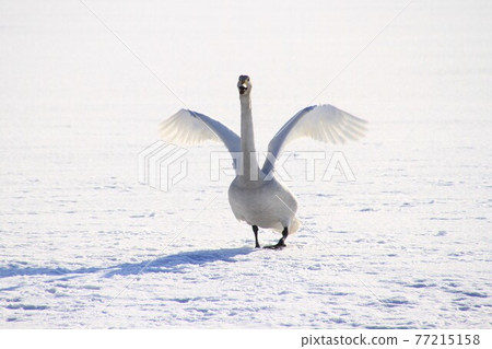 A swan that spreads its wings and tries to take off 77215158