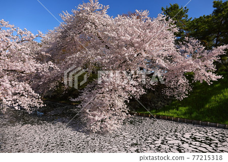 青森縣弘前市弘前公園弘前城護城河花蘆葦櫻花 照片素材 圖片 圖庫