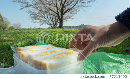 春天櫻花樹下野餐 | 女人手拿雞蛋三明治 77215490